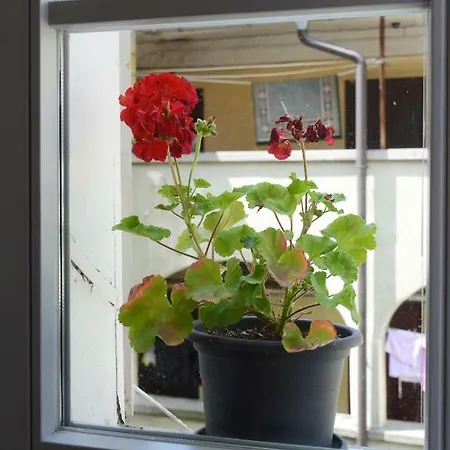Privat bolig Homestay In Light Sojourn Ljubljana